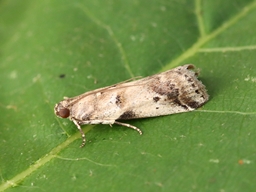 Juillet 2025 (Indre)