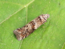 Juillet 2025 (Indre)