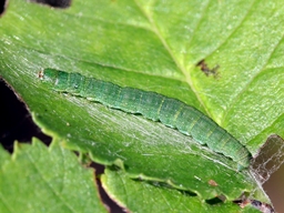 Rhodophaea formosa