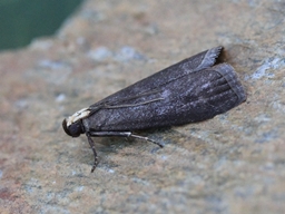 Salebriopsis albicilla