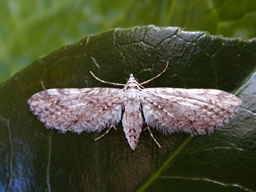 Eupithecia graphiticata