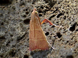 Parachma lequettealis