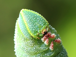 Juillet 2025 (Côtes d'Armor)