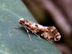 Mai 2007 (Côtes d'Armor)