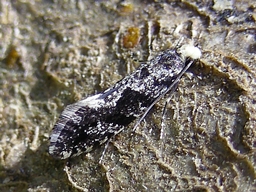 Novembre 2011 (Mayenne)