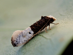 Trichophaga bipartitella