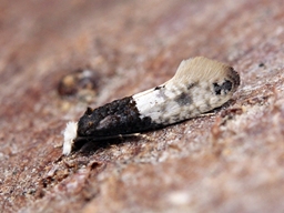 Trichophaga tapetzella