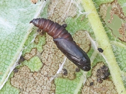 Octobre 2025 (Côtes d'Armor)