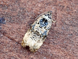 Juillet 2025 (Aveyron)