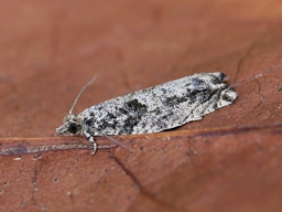 Juillet 2015 (Côtes d'Armor)