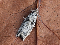 Juillet 2015 (Côtes d'Armor)