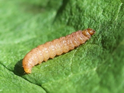 Avril 2025 (Côtes d'Armor)