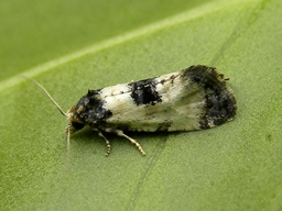 Août 2010 (Côtes d'Armor)