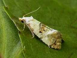 Juillet 2011 (Hautes-Alpes)