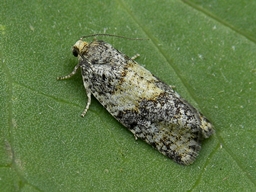 Juillet 2011 (Hautes-Alpes)